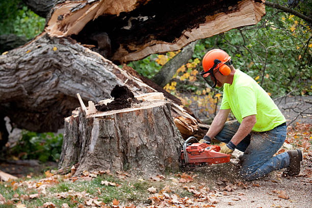 Best Tree Removal Near Me  in State College, PA